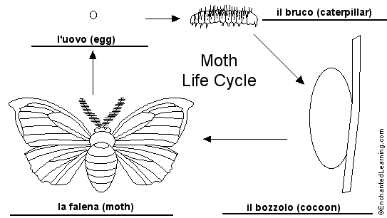 moth lifecycle to label