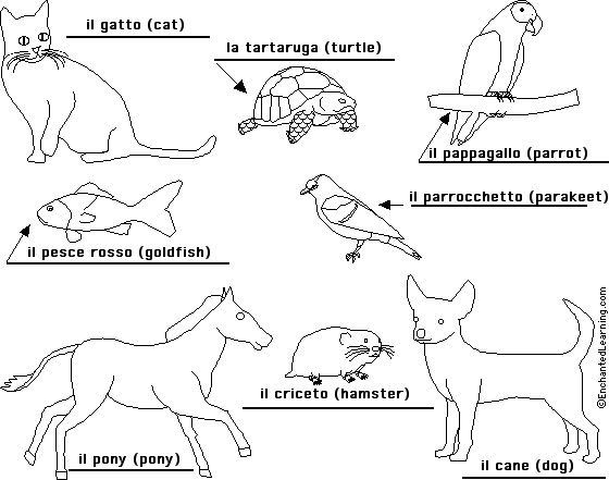 Label pets in Italian - answers
