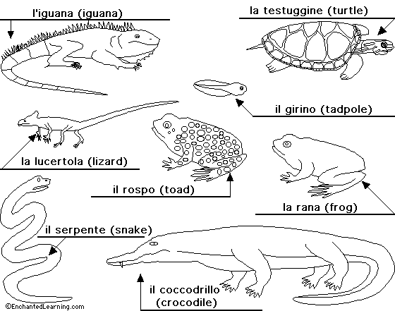 Reptiles and amphibians to label