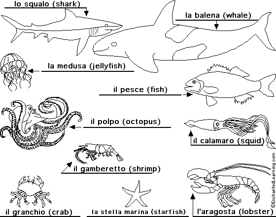 Label Sea Animals in Italian - answers