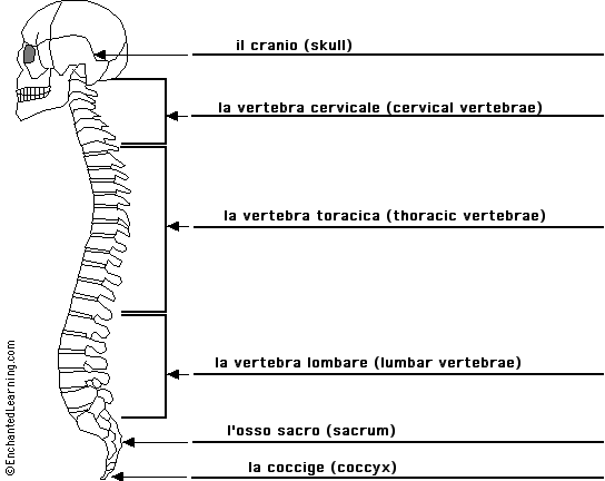 Label the spine in Italian - answers