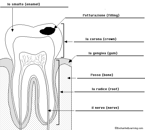 Label the Tooth in Italian - answers