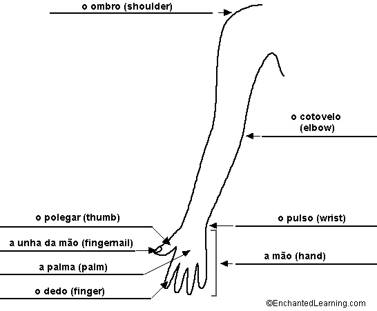 Label the Arm in Portuguese - answers