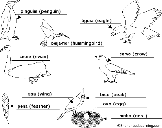 Label birds in Portuguese - answers