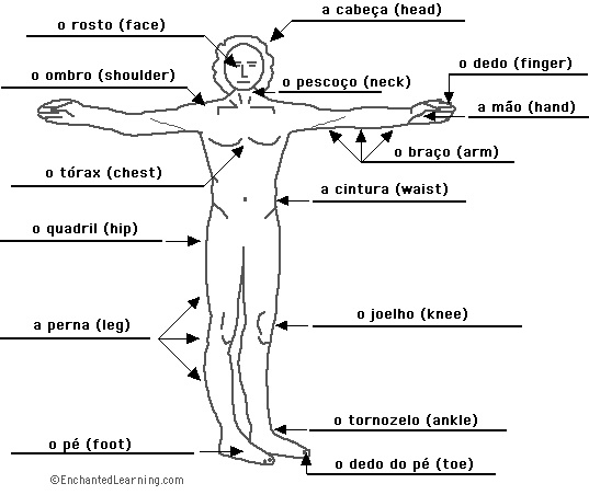 Label the body in Portuguese - answers