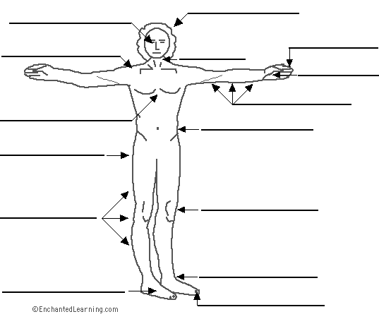 Label the body in Portuguese