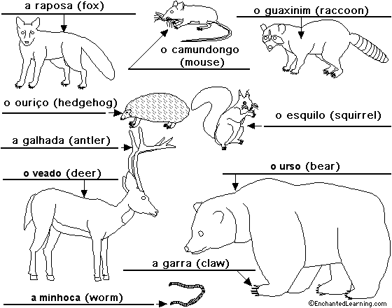 Label forestanimals in Portuguese - answers