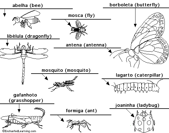 Insects to label