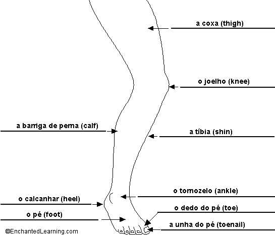 Label the Leg in Portuguese - answers