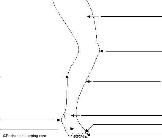 Label the leg in Portuguese