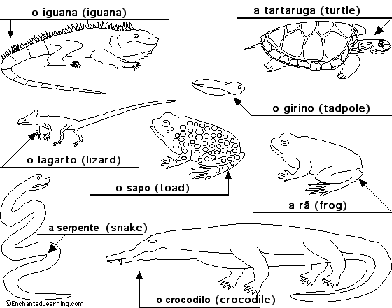 Reptiles and amphibians to label
