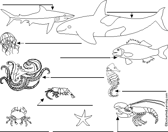 Label Ocean Animals in Portuguese