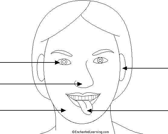 Label the Senses in Portuguese