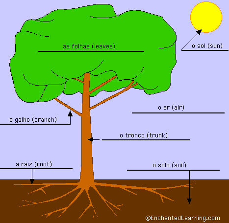 Label the tree in Portuguese - answers