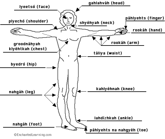 Label the body in Russian - answers