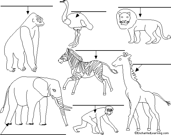 Label African animals in Spanish