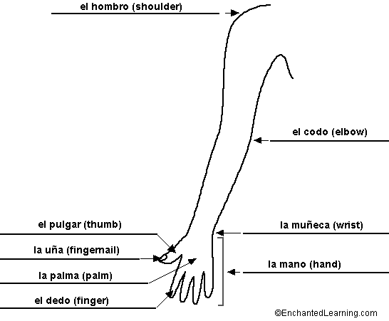 Label the Arm in Spanish - answers