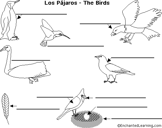 Label birds in Spanish