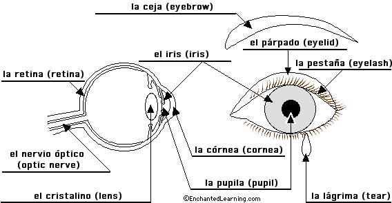 Label the eye in Spanish - answers