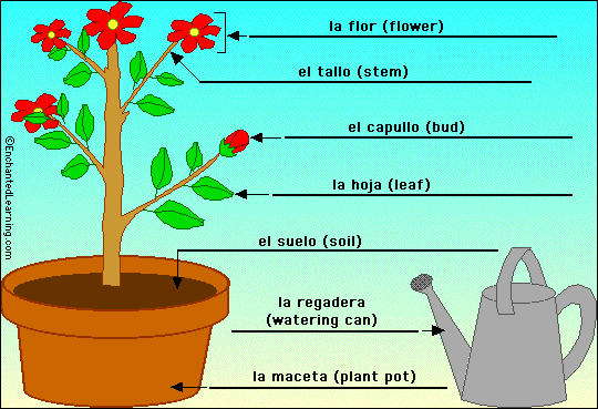 Label the flowering plant in Spanish - answers