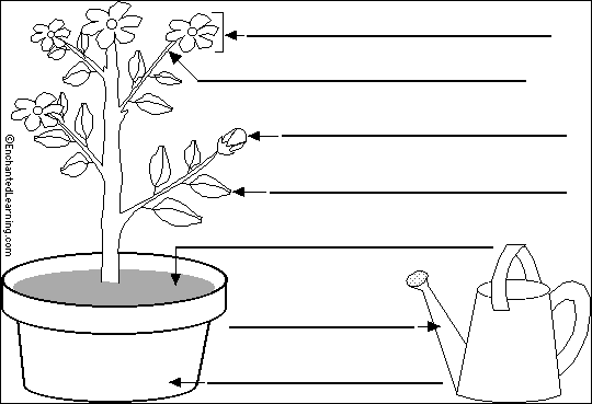 Label the flowering plant in Spanish