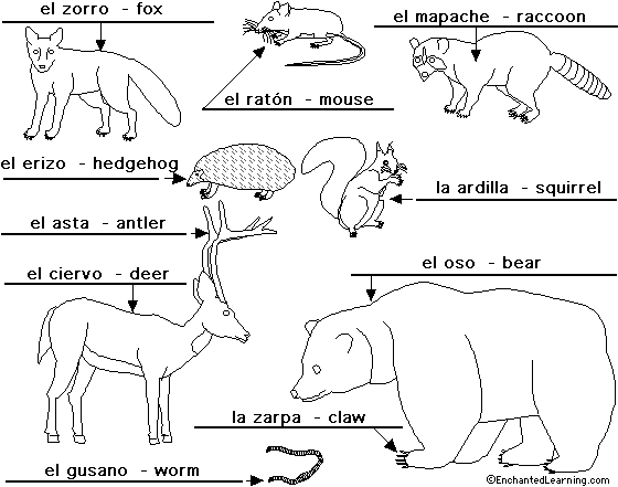 Label forestanimals in Spanish - answers
