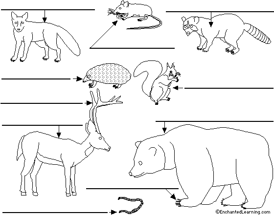 Label forestanimals in Spanish