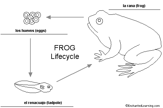 frog lifecycle to label
