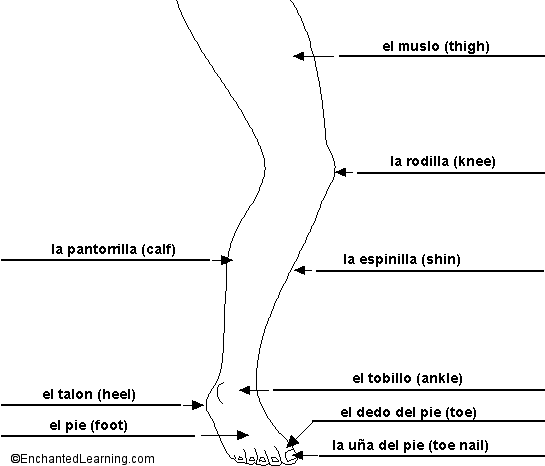 Label the Leg in Spanish - answers