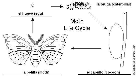 moth lifecycle to label