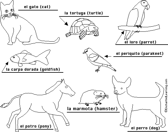 Label pets in Spanish - answers