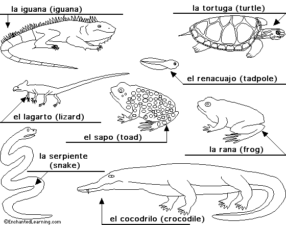 Reptiles and amphibians to label