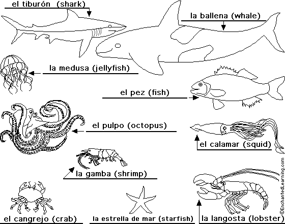 Label Sea Animals in Spanish - answers
