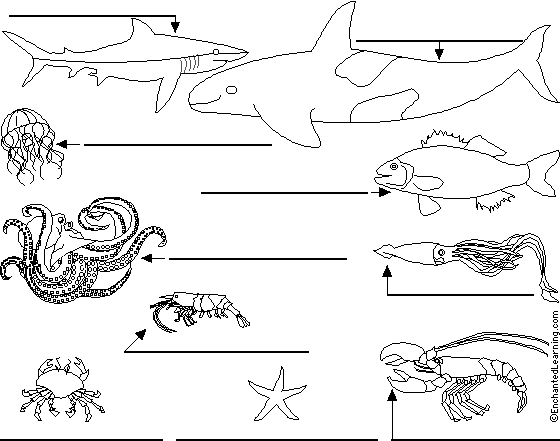 Label Ocean Animals in Spanish