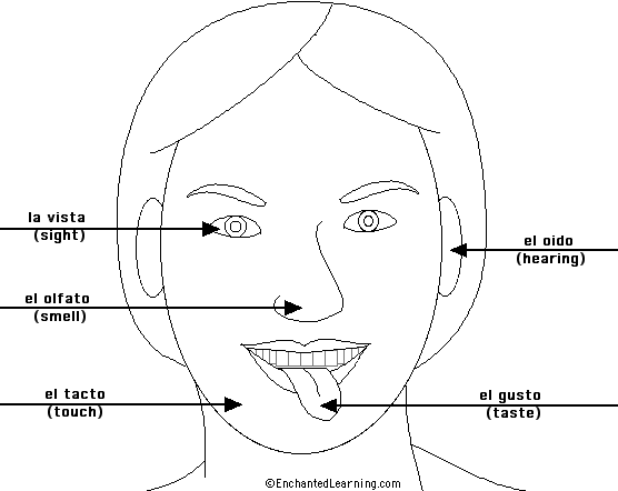 Label the Senses in Spanish - answers