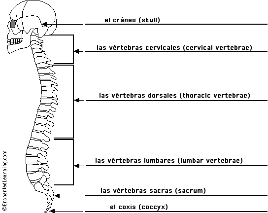 Label the spine in Spanish - answers