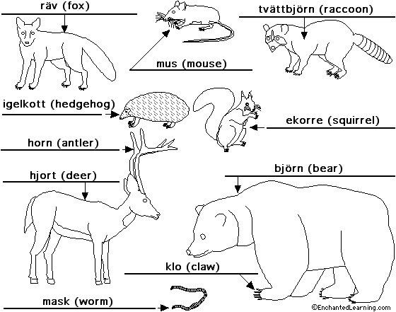 Label forestanimals in Swedish - answers