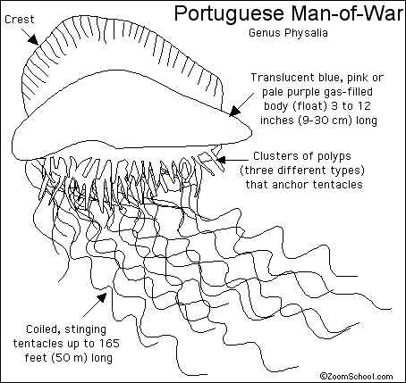 Portuguese Man Of War Structural Adaptations
