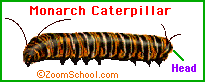 Caterpillar Anatomy - EnchantedLearning.com