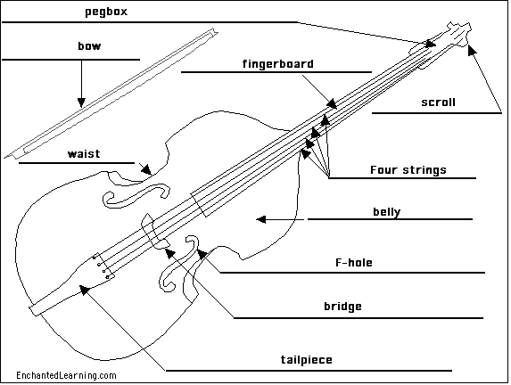 Label the double bass - answers