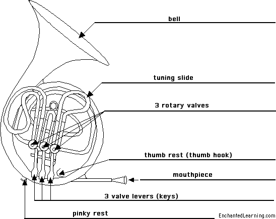 Label the French horn - answers