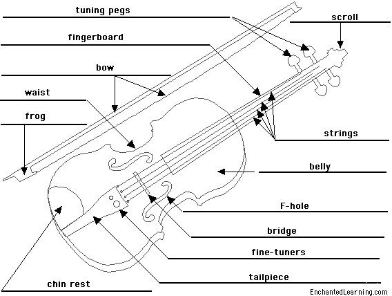 Label the viola - answers
