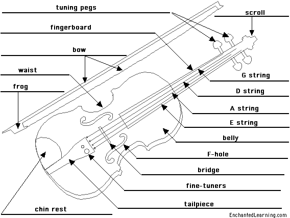 Label the violin - answers
