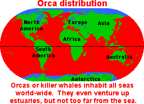 Orca, Killer Whale: ZoomWhales.com