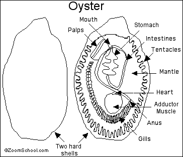 Oyster Printout - Enchanted Learning Software