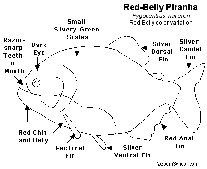 piranha prey