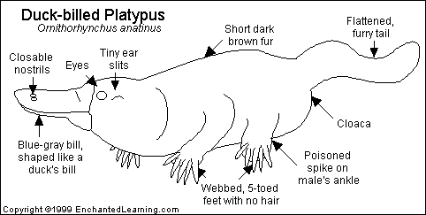 Duck Billed Platypus