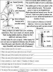 Plants: Read and Answer Worksheets - EnchantedLearning.com