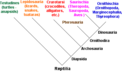 Cladogram Of Reptiles