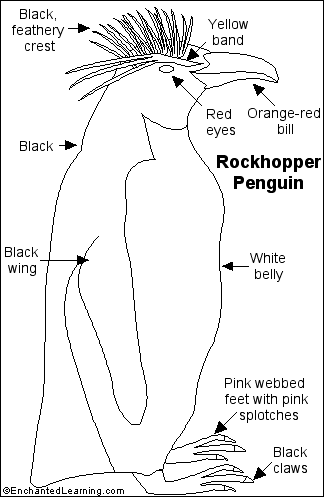 The Rockhopper penguin, Eudyptes chrysocome, is a small, aggressive, 